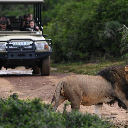 Paterson Addo Elephant Safari Lodge - Bellevue Forest Reserve מראה חיצוני תמונה