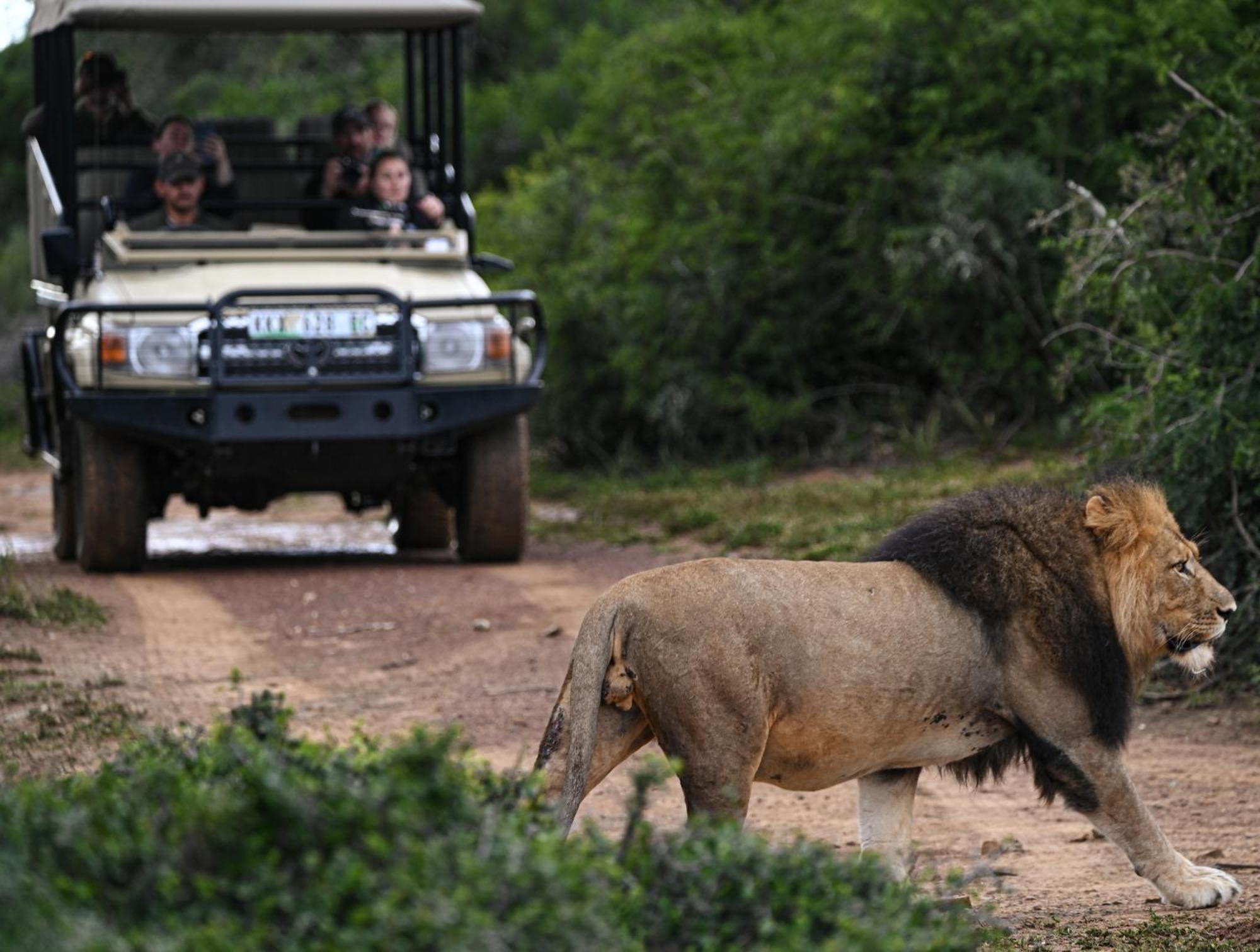 Paterson Addo Elephant Safari Lodge - Bellevue Forest Reserve מראה חיצוני תמונה