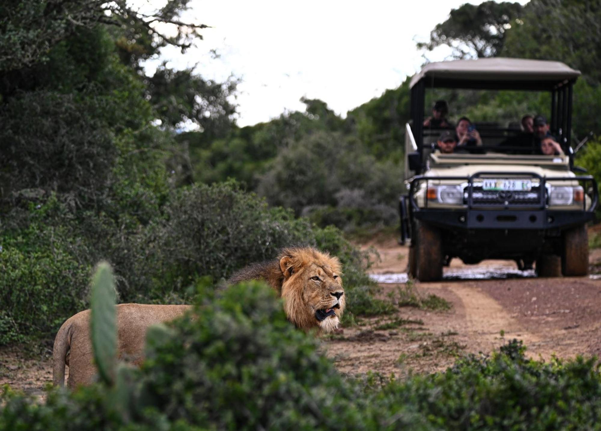 Paterson Addo Elephant Safari Lodge - Bellevue Forest Reserve מראה חיצוני תמונה