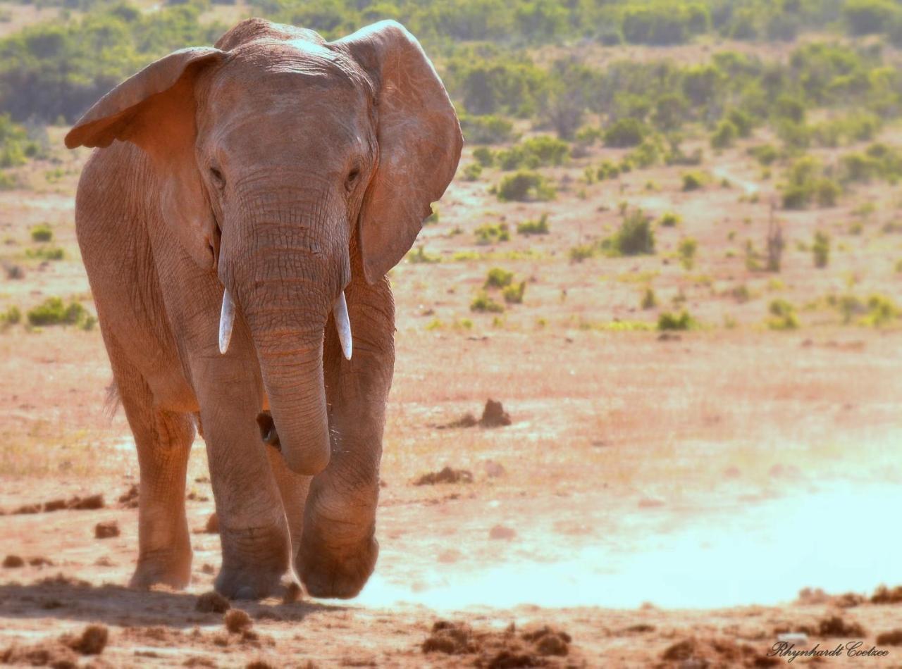 Paterson Addo Elephant Safari Lodge - Bellevue Forest Reserve מראה חיצוני תמונה