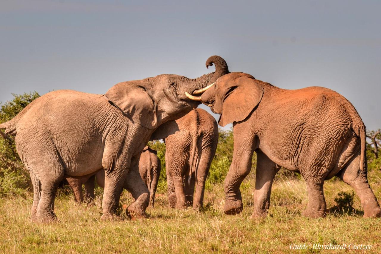 Paterson Addo Elephant Safari Lodge - Bellevue Forest Reserve מראה חיצוני תמונה