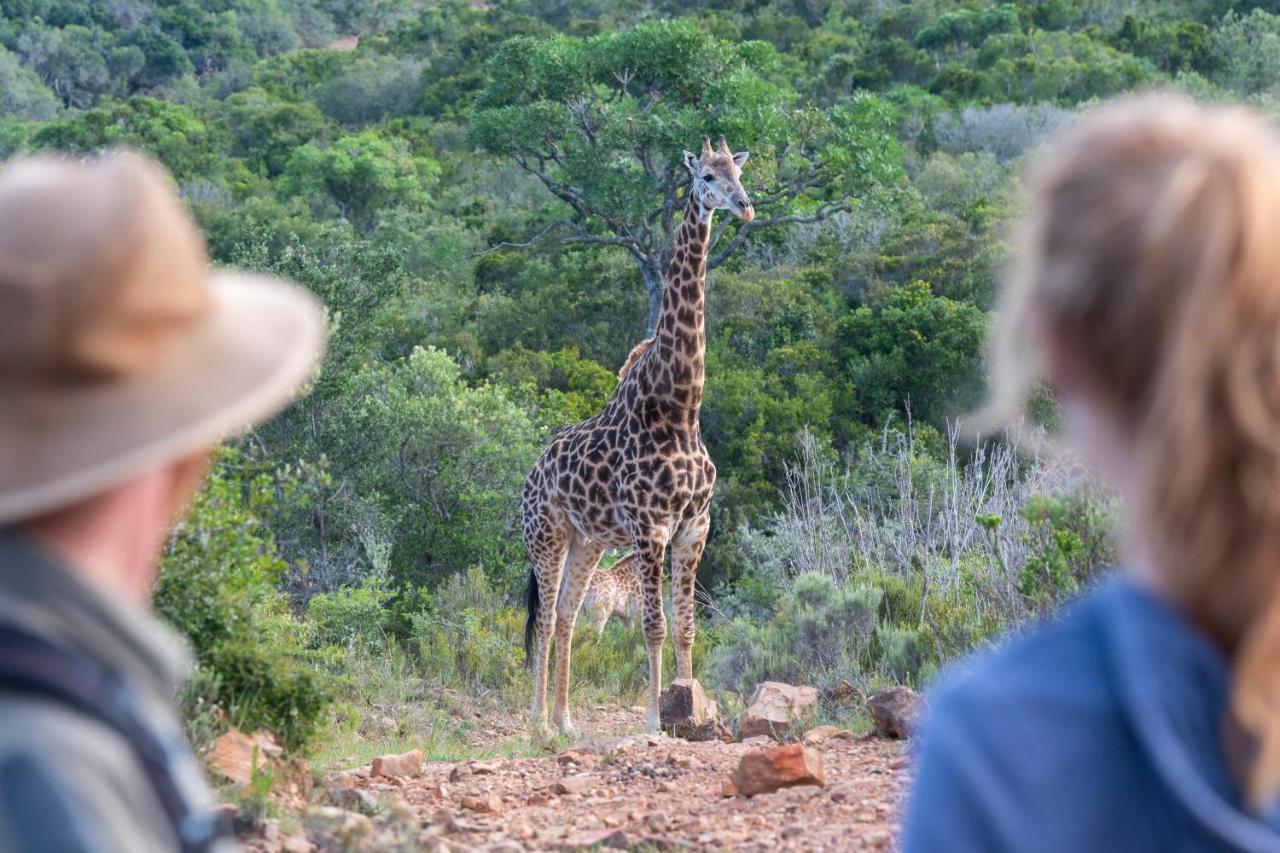 Paterson Addo Elephant Safari Lodge - Bellevue Forest Reserve מראה חיצוני תמונה