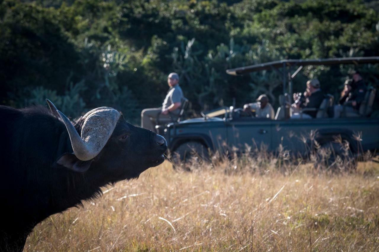Paterson Addo Elephant Safari Lodge - Bellevue Forest Reserve מראה חיצוני תמונה