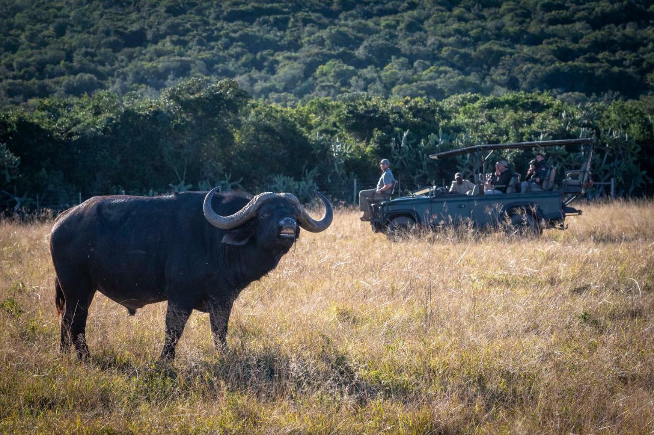Paterson Addo Elephant Safari Lodge - Bellevue Forest Reserve מראה חיצוני תמונה