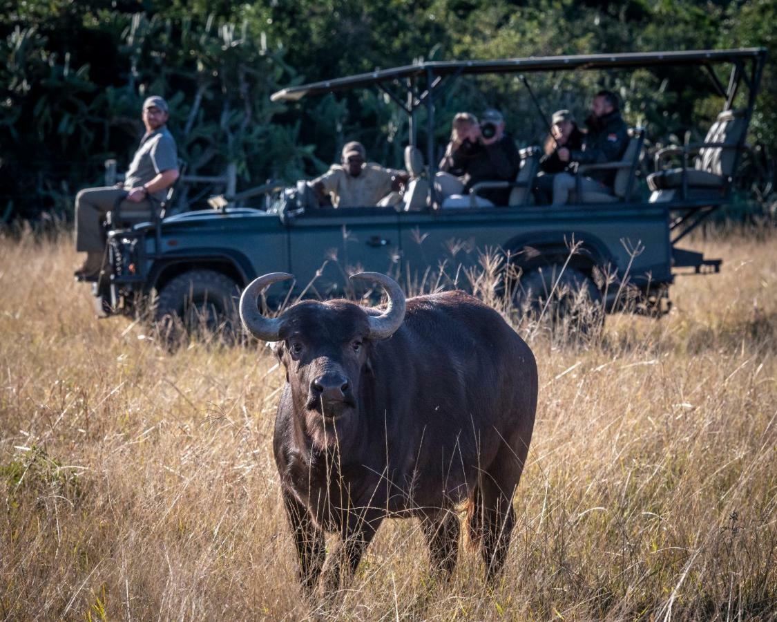Paterson Addo Elephant Safari Lodge - Bellevue Forest Reserve מראה חיצוני תמונה