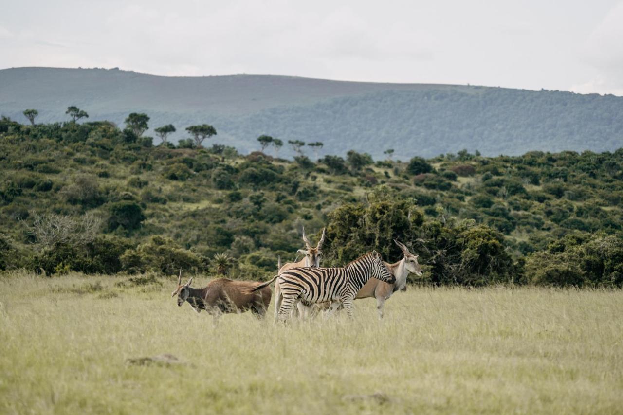Paterson Addo Elephant Safari Lodge - Bellevue Forest Reserve מראה חיצוני תמונה
