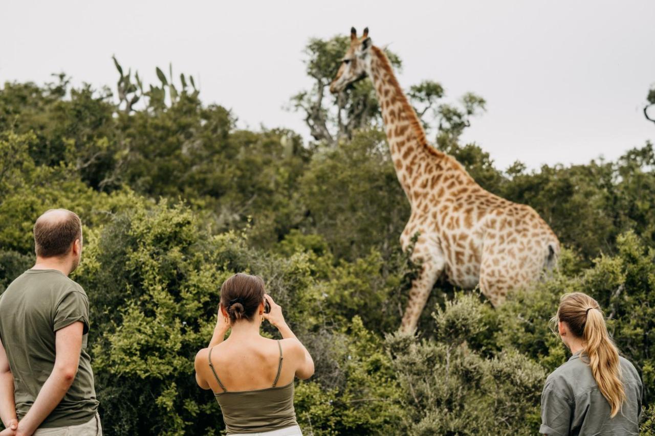 Paterson Addo Elephant Safari Lodge - Bellevue Forest Reserve מראה חיצוני תמונה